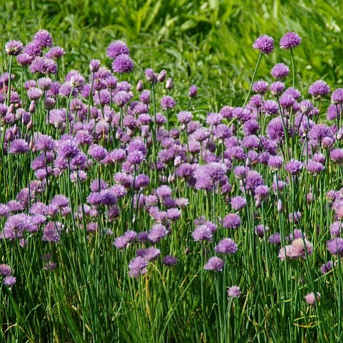 Allium schoenoprasum - Schnittlauch